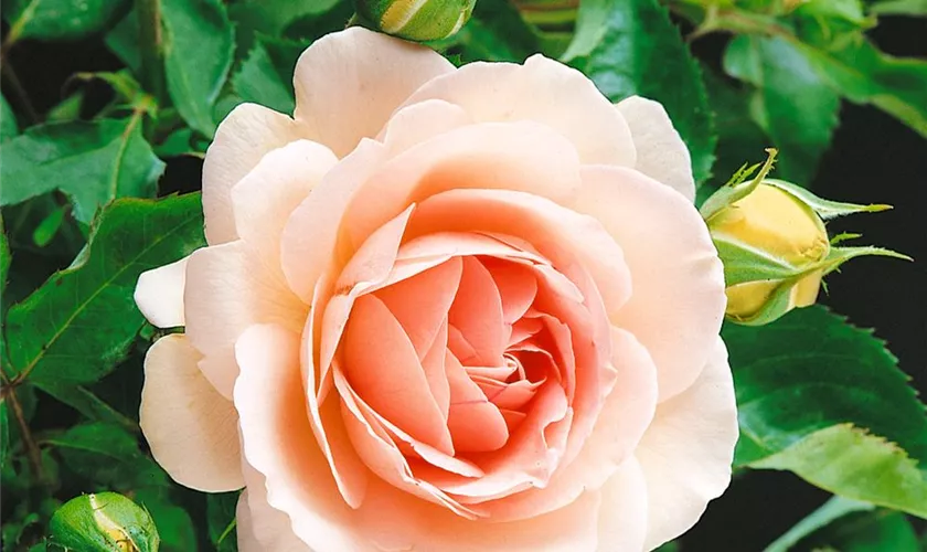 Rosa 'Clair Renaissance'® Pflanze, Pflege & Tipps Floragard