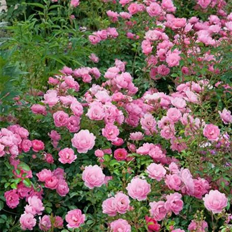 Rosa Parfuma® 'Kiss me Kate'® Pflanze, Pflege & Tipps ▷ Floragard
