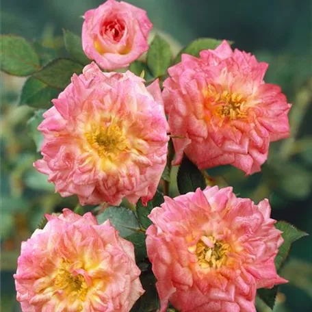 Rosa 'Mandarin'®