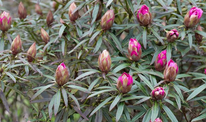 Rhododendron ponticum 'Graziella', Stamm