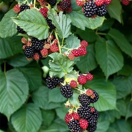 Rubus fruticosus 'Black Cascade'