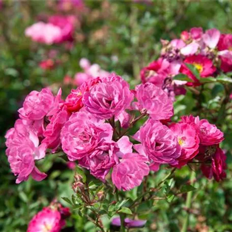 Rosa 'Purple Rain'®