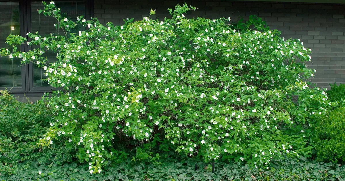 Rhodotypos scandens Pflanze, Pflege & Tipps Floragard