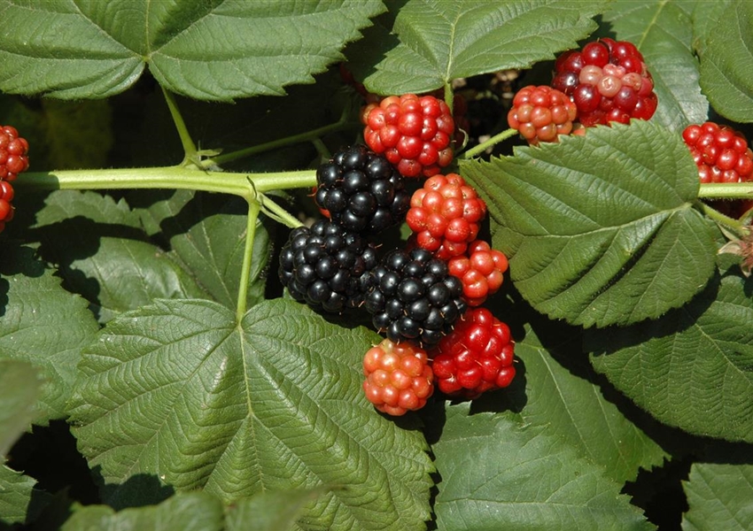 Brombeere 'Navaho® Arapaho' Floragard Pflanzeninfothek