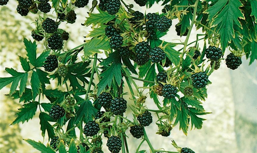 Brombeere 'Thornless Evergreen' Floragard Pflanzeninfothek