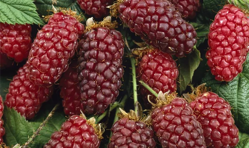 Rubus fruticosus 'Thornless Loganberry'