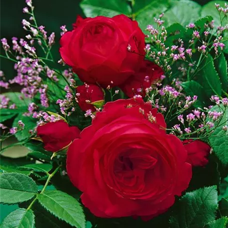 Rosa 'Red Eden Rose'®
