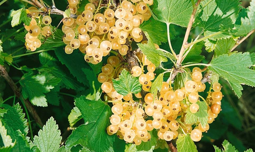 GoldJohannisbeere Floragard Pflanzeninfothek