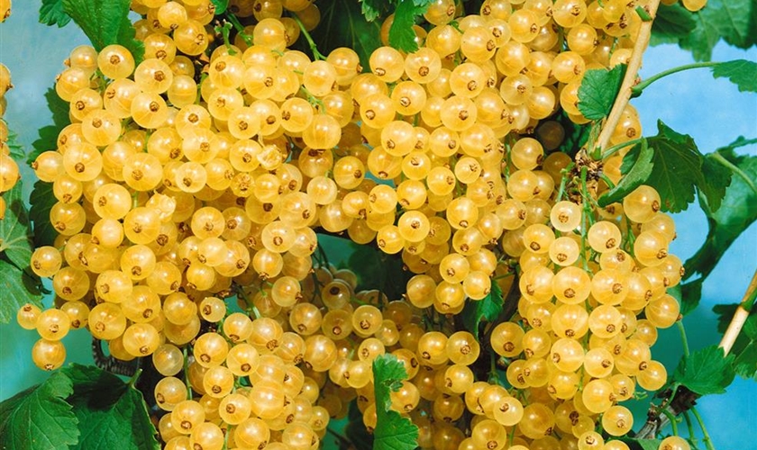 GoldJohannisbeere Floragard Pflanzeninfothek