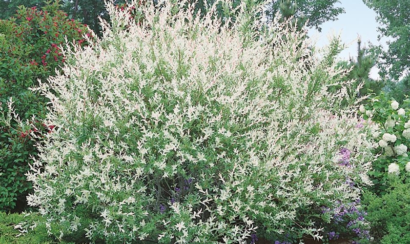 HarlekinWeide 'Hakuro Nishiki' Floragard Pflanzeninfothek