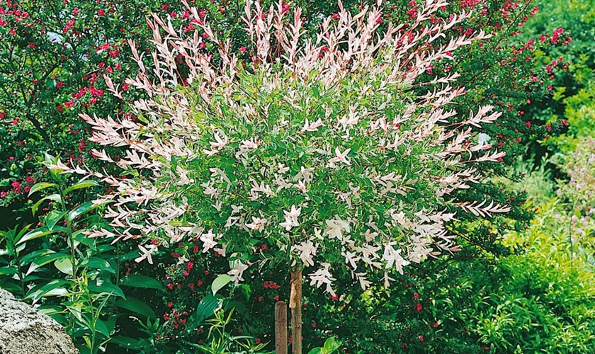 HarlekinWeide 'Hakuro Nishiki' Floragard Pflanzeninfothek