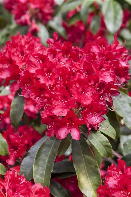 5 Stück Rhododendron Red Jack Rote Blüten winterharter Strauch im Topf 