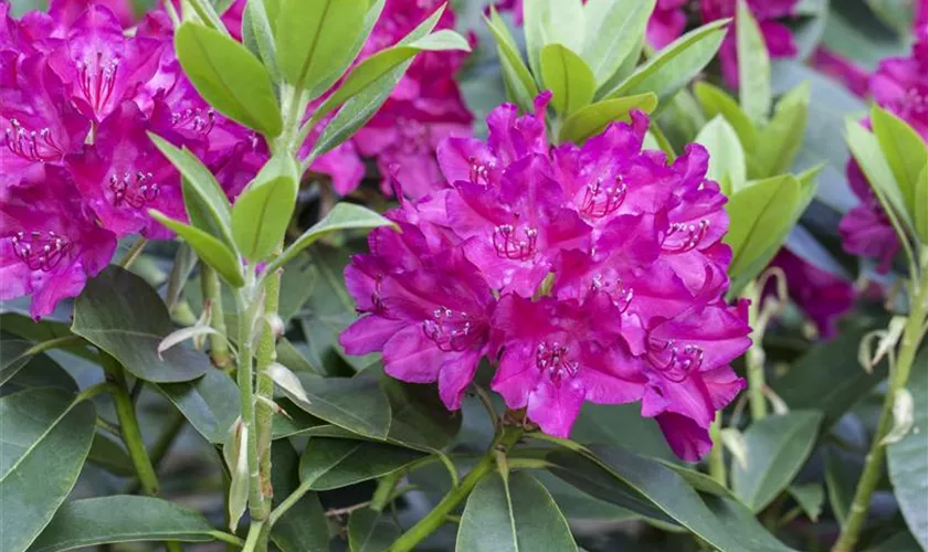 Rododendrs Rhododendron 'Renata' Pflanze, Pflege & Tipps Floragard