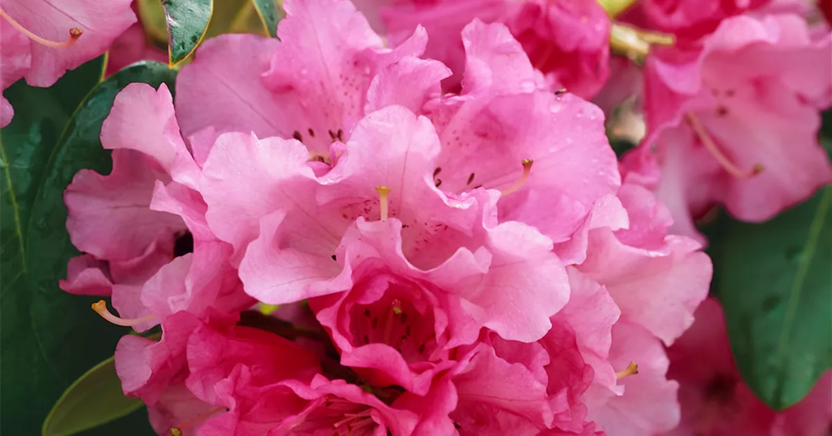 Rhododendron 'April Glow' Pflanze, Pflege & Tipps Floragard
