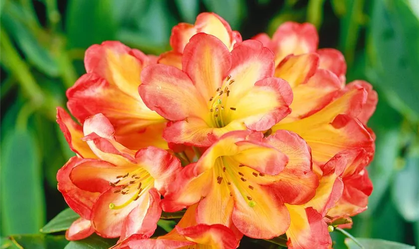 Rhododendron 'Ring of Fire' Pflanze, Pflege & Tipps Floragard