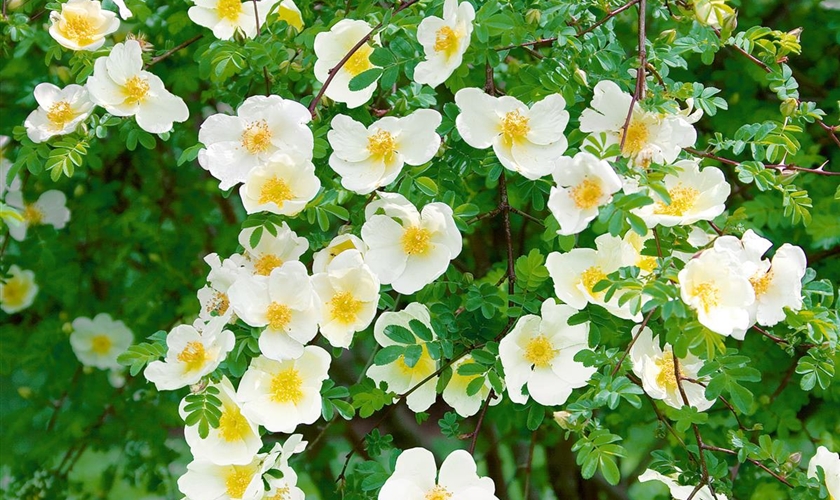 MandarinRose Floragard Pflanzeninfothek