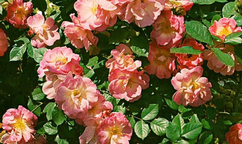 MandarinRose Floragard Pflanzeninfothek