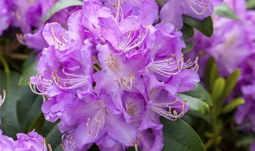 Rhododendron 'Roslyn' Pflanze, Pflege & Tipps Floragard