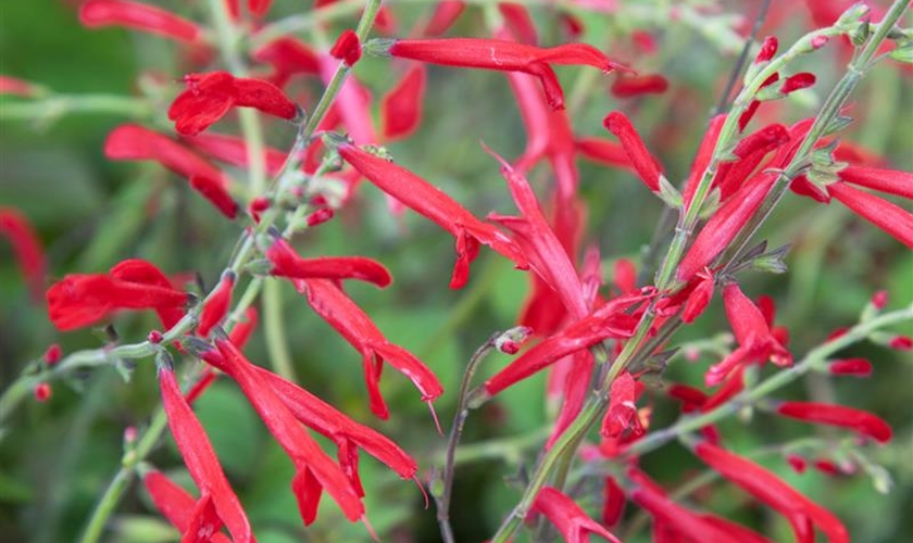 AnanasSalbei Floragard Pflanzeninfothek