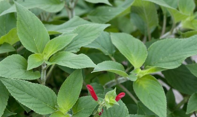 AnanasSalbei Floragard Pflanzeninfothek