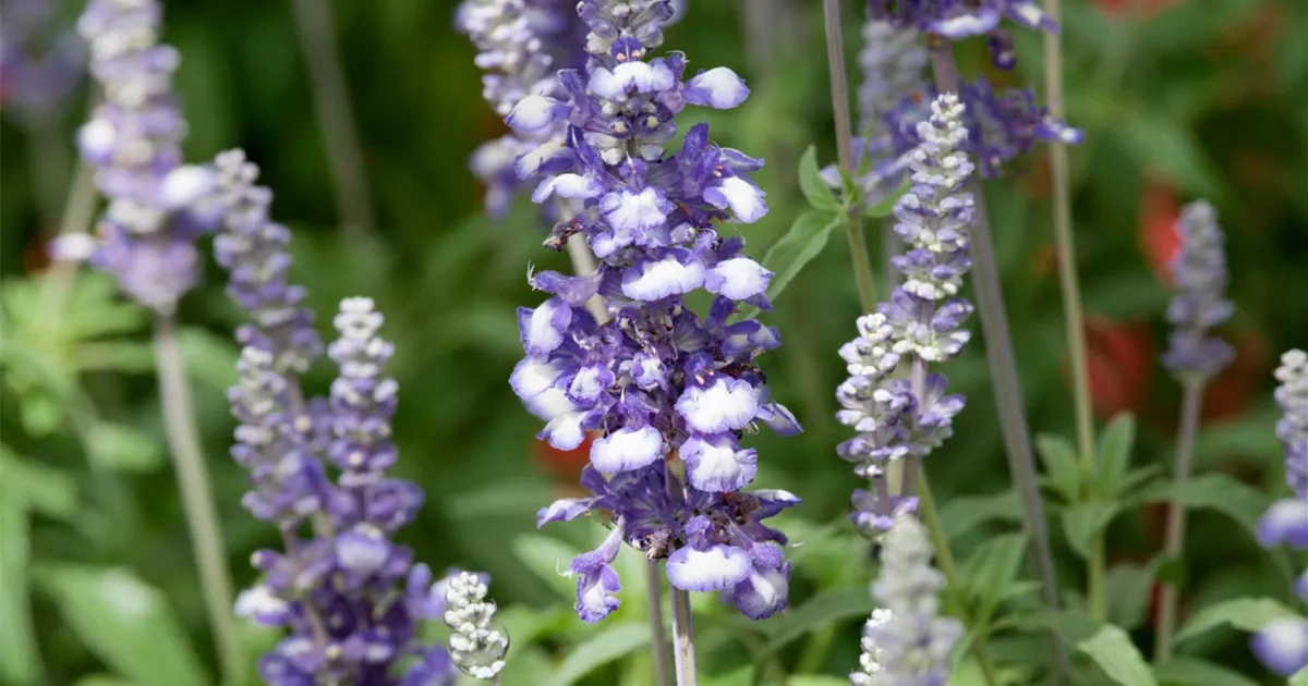 Mehliger Salbei 'Fairy Queen' Pflanze, Pflege & Tipps Floragard