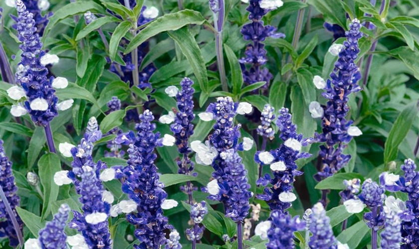 Mehliger Salbei 'Fairy Queen' Floragard Pflanzeninfothek