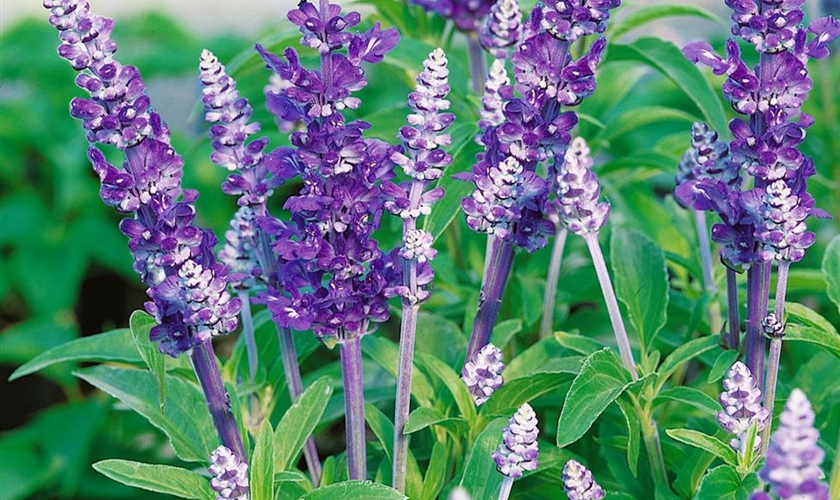 Mehliger Salbei 'Rhea' Floragard Pflanzeninfothek