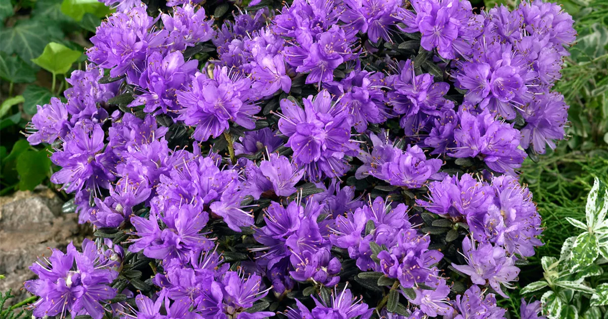 Rhododendron shop purple pillow