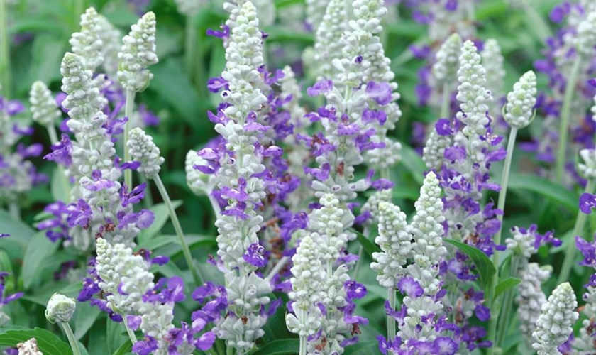 Mehliger Salbei 'Strata' Floragard Pflanzeninfothek