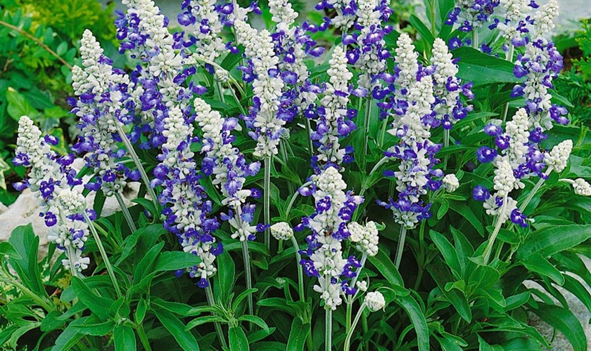 Mehliger Salbei 'Strata' Floragard Pflanzeninfothek
