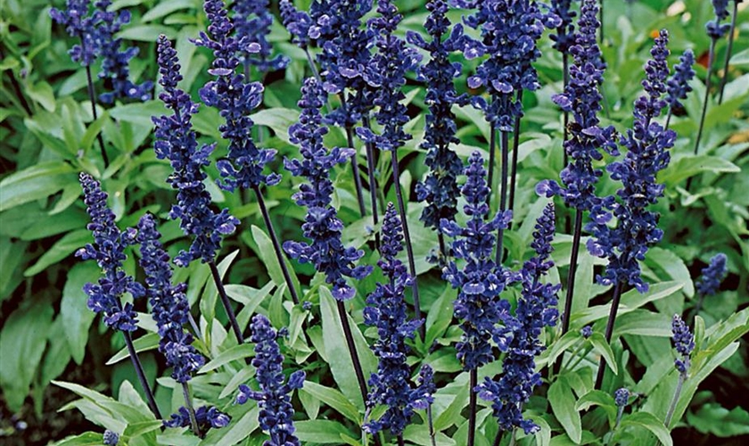 Mehliger Salbei 'Victoria' Floragard Pflanzeninfothek