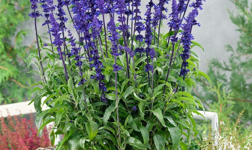 Mehliger Salbei 'Victoria' Floragard Pflanzeninfothek