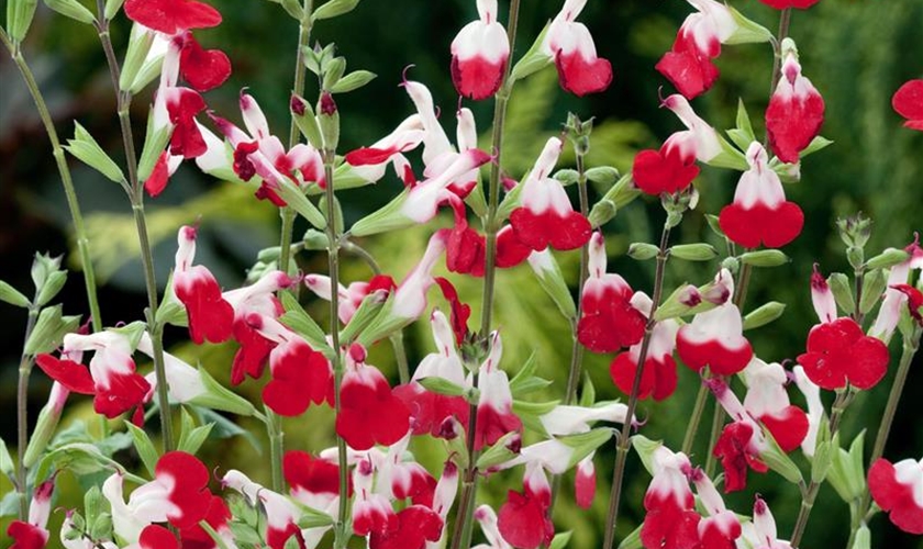 JohannisbeerSalbei 'Hot Lips' Floragard Pflanzeninfothek