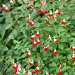 Johannisbeer-Salbei 'Hot Lips' - Floragard Pflanzeninfothek