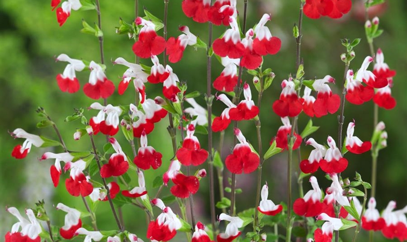 JohannisbeerSalbei 'Hot Lips' Floragard Pflanzeninfothek