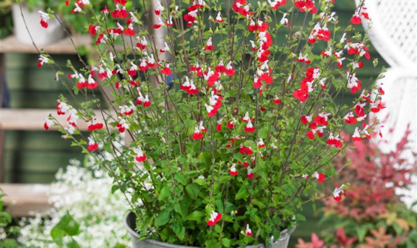 JohannisbeerSalbei 'Hot Lips' Floragard Pflanzeninfothek