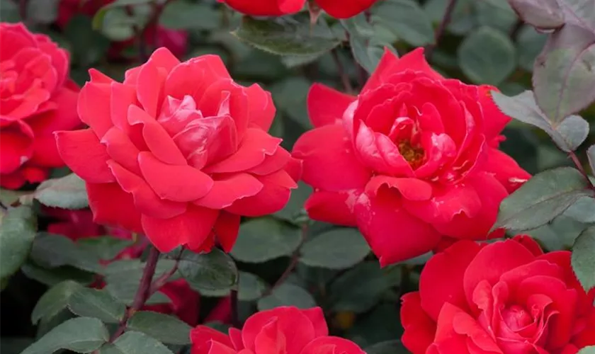 Rosa 'Knock Out'®