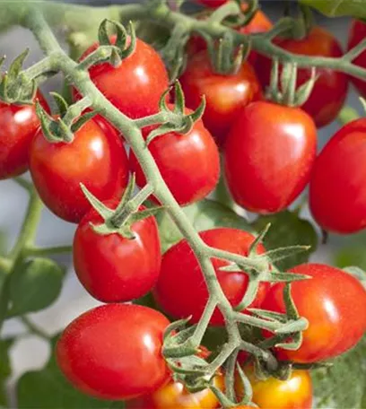 Die Tomate - Aroma, Schönheit und Genuss in eins