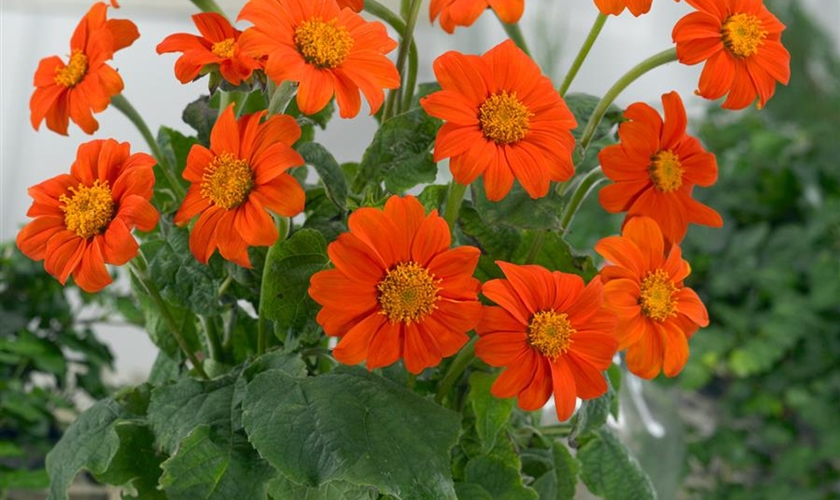 Rundblättrige Tithonie Floragard Pflanzeninfothek