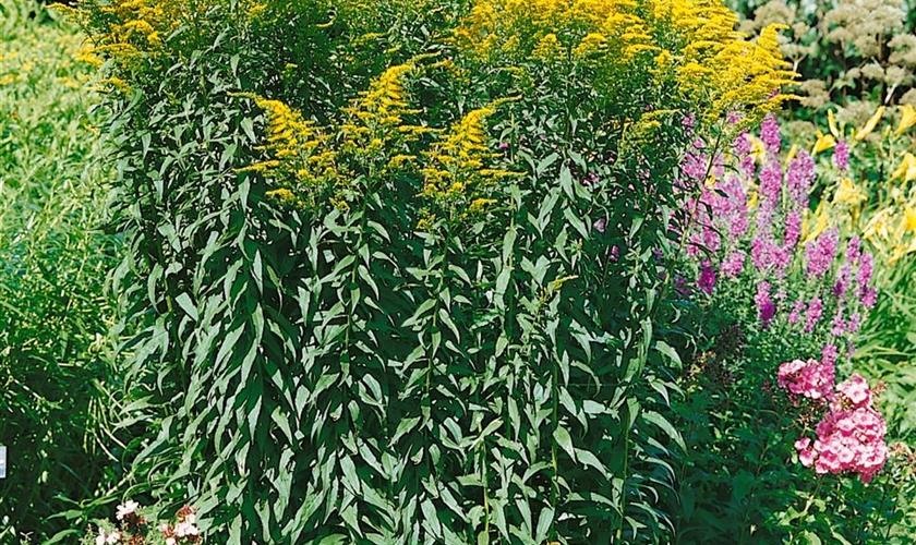 Kanadische Goldrute - Floragard Pflanzeninfothek