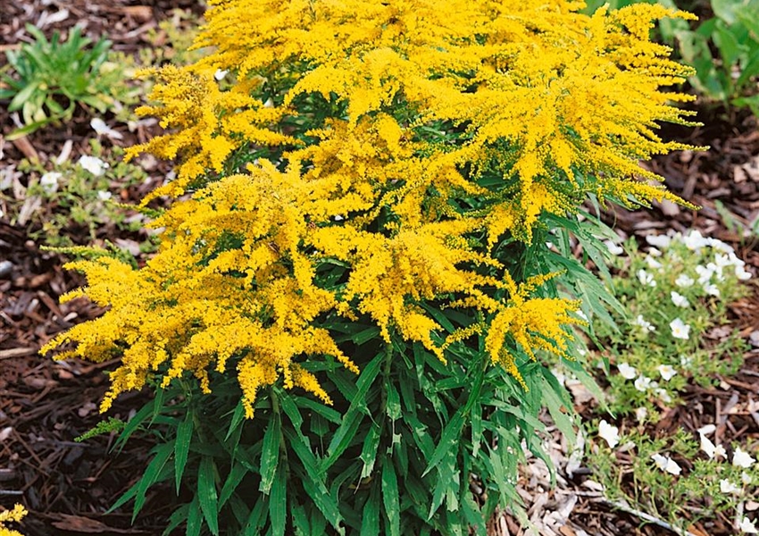 GartenGoldrute 'Sweety' Floragard Pflanzeninfothek