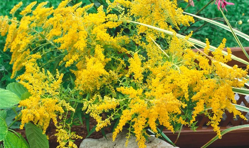 GartenGoldrute 'Goldenmosa' Pflanze, Pflege & Tipps Floragard