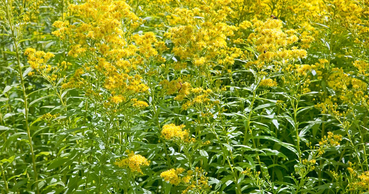 GartenGoldrute 'Ledsham' Pflanze, Pflege & Tipps Floragard