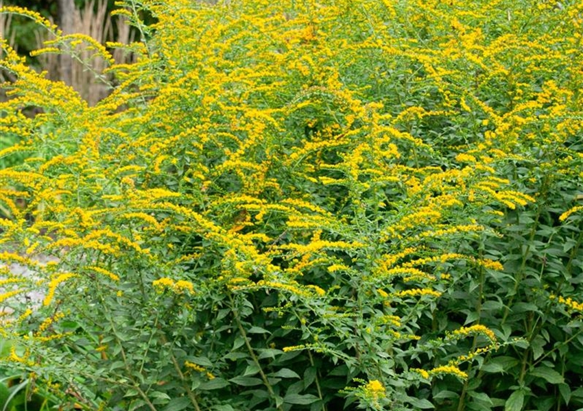 GartenGoldrute 'Lemona' Floragard Pflanzeninfothek