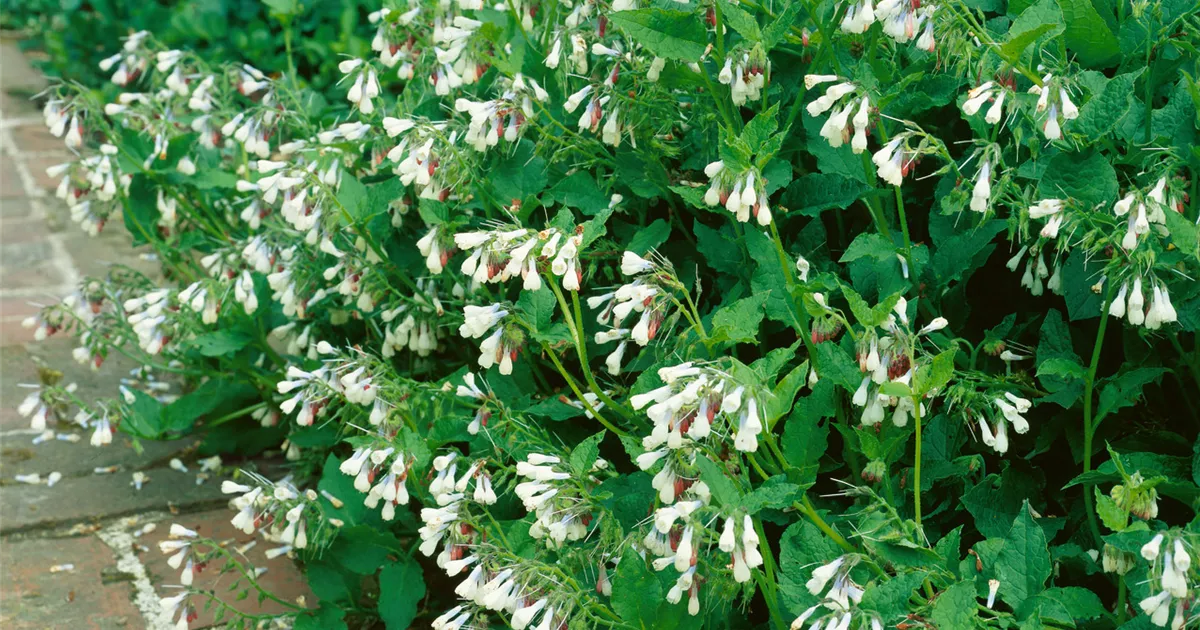 GartenBeinwell 'Hitcote Pink' Pflanze, Pflege & Tipps Floragard