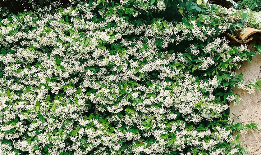 Sternjasmin Floragard Pflanzeninfothek