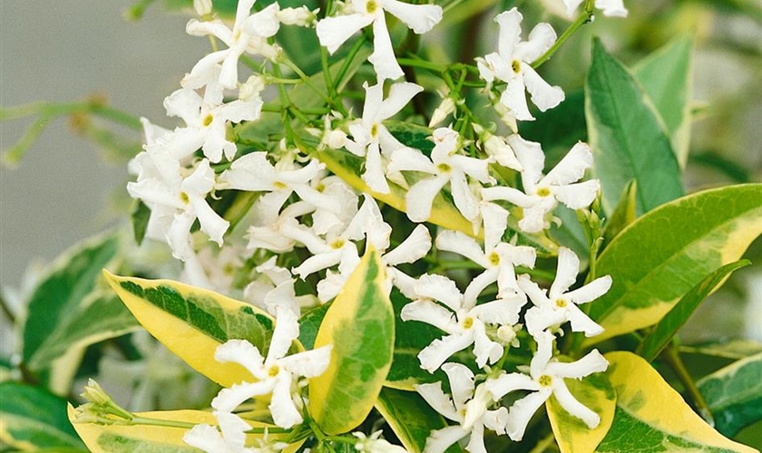 Sternjasmin Floragard Pflanzeninfothek