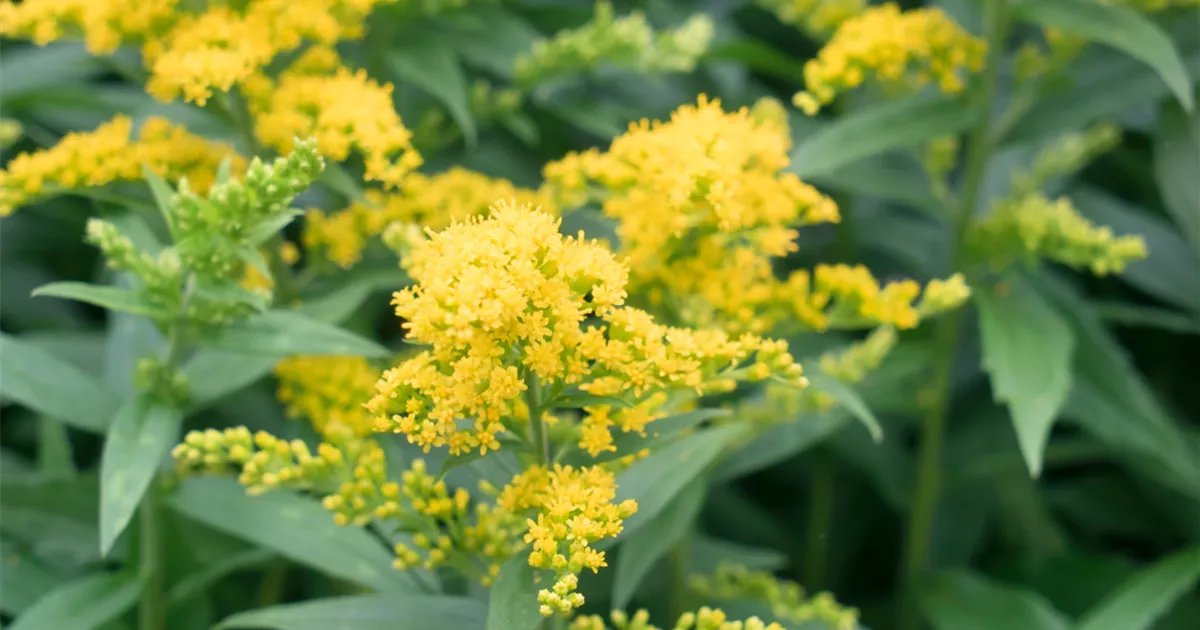 GartenGoldrute 'Yellow Surprise' Pflanze, Pflege & Tipps Floragard