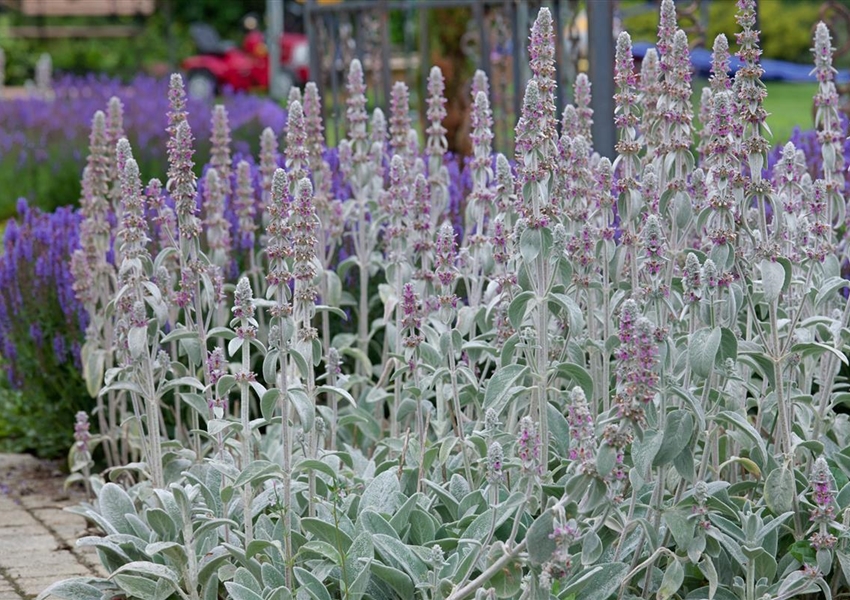 MattenWollZiest 'Silky Fleece' Floragard Pflanzeninfothek