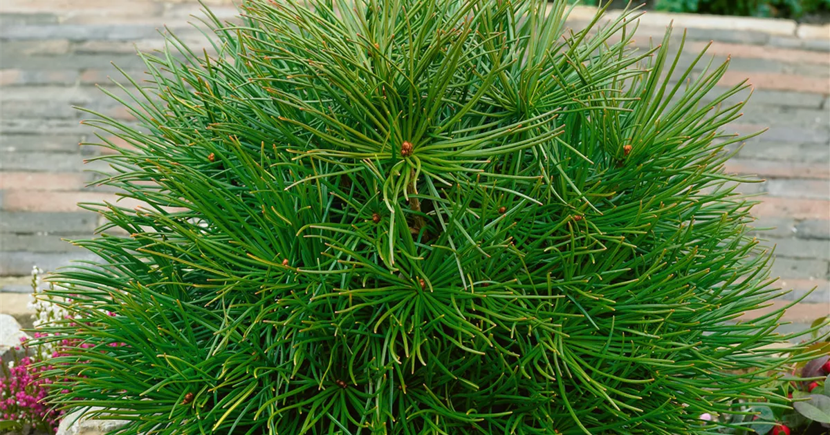 Sciadopitys verticillata Pflanze, Pflege & Tipps Floragard